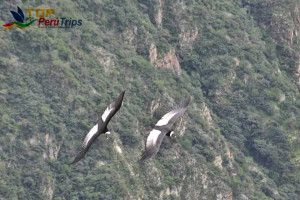 Chonta Condor Sighting Tour