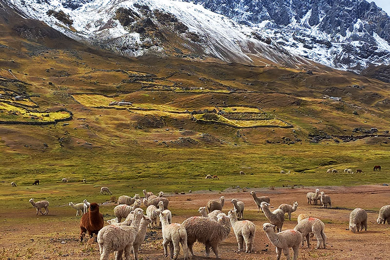 Trekking in Lares